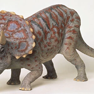 Front side view of a model Triceratops dinosaur with neck frills, horns, thick scaly skin