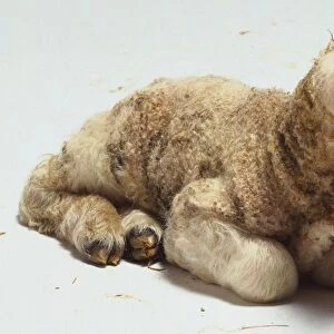 Side view of newborn lamb lying down