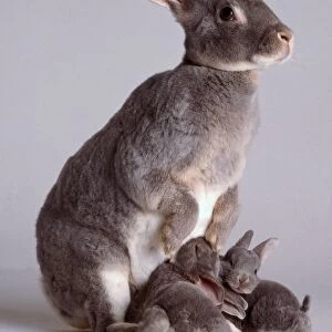 Side view of standing Grey female Rabbit with Rabbit kittens
