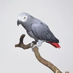 Side view of a stocky, short-tailed Grey Parrot with head in profile, perching on a branch