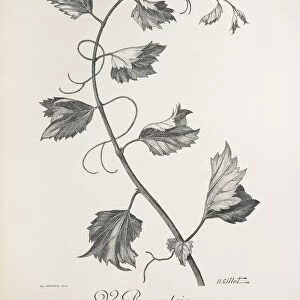 Vitis rupestris (Rupestris du Lot), illustration by H. Gillet