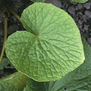 Wasabia japonica (Wasabi), leaves, close-up