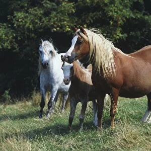 Three Welsh mountain ponies (Equus caballus) in a field, including chestnut coloured pregnant mare and foal, and grey pony