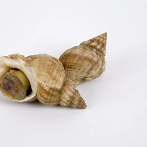 Two whelks, close-up