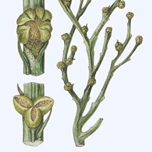 Whisk fern (Psilotum triquetrum), illustration