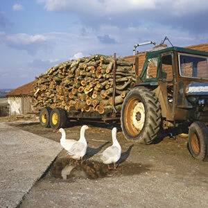Three white Geese (Anatidae) wandering in front of tractor and trolly stacked with logs, side view