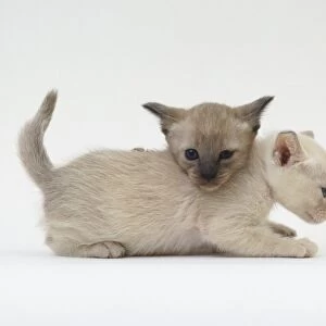 Two white kittens playing