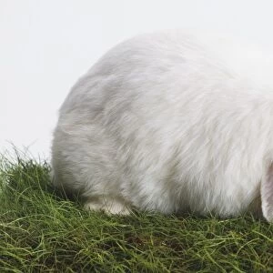 White lop-eared Rabbit (Oryctolagus cuniculus) on a patch of grass, side view