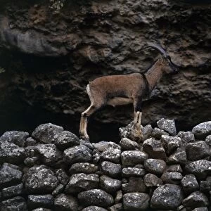Wild Goat (Capra aegagrus) standing on rocks in Samaria Gorge, Crete