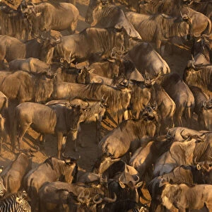 Wildebeest migration (Connochaetes taurinus), Masai Mara National Reserve. Kenya