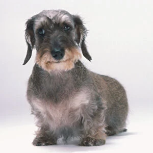 Wire-haired Miniature Dachshund (Canis familiaris) showing strong, prominent eyebrows