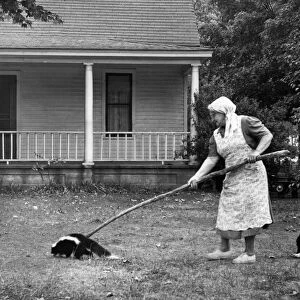 Woman Gently Moves A Skunk