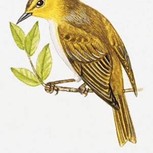 Wood warbler, Phylloscopus sibilatrix, perching on branch
