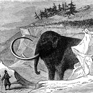 Woolly mammoth approximately 9ft high and 16ft long, discovered frozen in a block of ice in Siberia