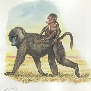 Yellow Baboon Papio cynocephalus carrying infant on back, illustration