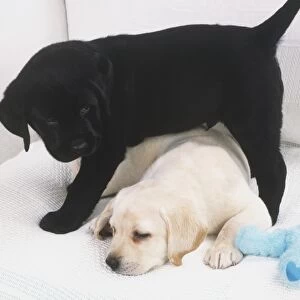 A Yellow and a Black Labrador Retriever puppy (Canis familiaris) and a blue soft toy on a white sofa