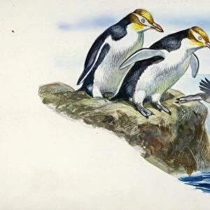 Yellow-eyed Penguins Megadyptes antipodes, illustration