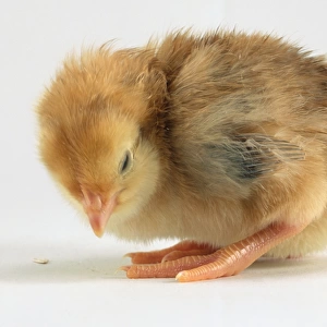 Yellow Fowl chick bends over peering at the ground