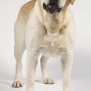 Yellow Labrador Retriever (Canis familiaris), standing, front view