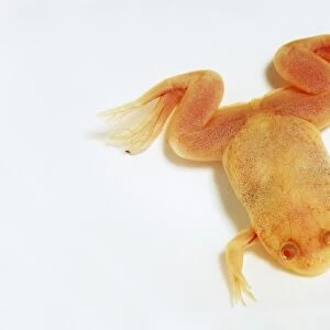 A young, albino African clawed frog (Xenopus laevis), view from above