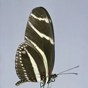 Zebra longwing butterfly (Heliconius charithonia) perching on flower, side view