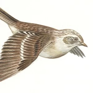 Zoology: Birds, Dunnock, (Prunella modularis), illustration