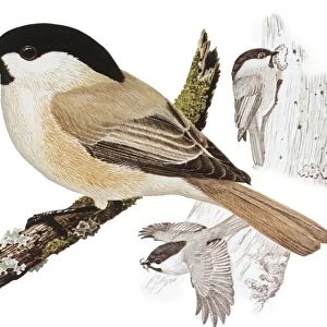 Zoology: Birds, Willow Tit (Poecile montanus), illustration