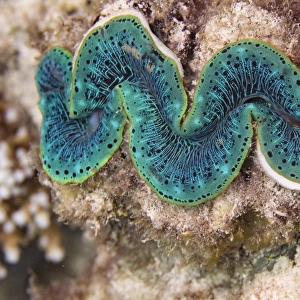 anthozoa, australian, coral reef, maxima clam, natural environment, tridacna maxima