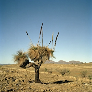 Australia, Flinders Ranges, Blackboy( Xanthorrhoea preissii) on desert