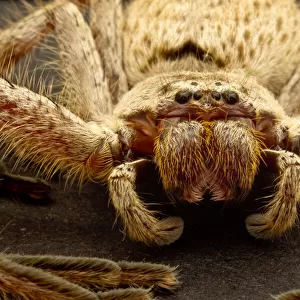Australia Perth Huntsman Spider