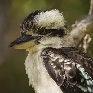 Australian Laughing Kookaburra (Dacelo novaeguineae)