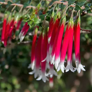 Australian native Fuchsia (Epacris longiflora)