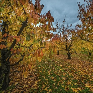 Autumn in a cherry orchard