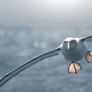 Albatrosses Tote Bag Collection: Northern Royal Albatross