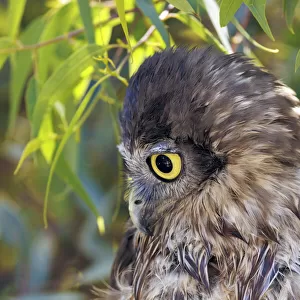 Barking Owl - Ninox connivens Strigidae