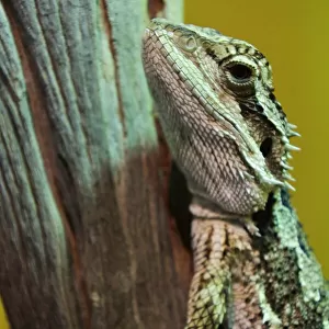 Bearded dragon agamid lizard resting on a tree