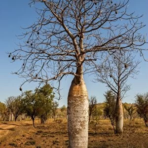 Trees Glass Place Mat Collection: The Boab (Adansonia gregorii) Tree