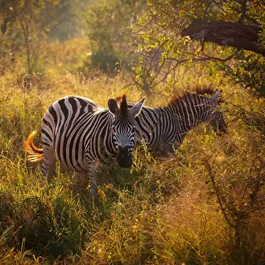 Burchells Zebras in the Morning Light, Kruger National Park, South Africa