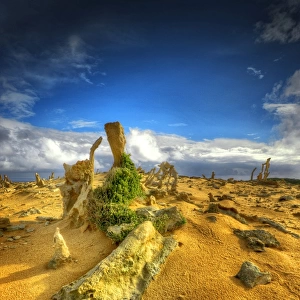 The Calcified Forest King Island