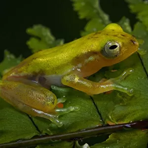 Champagne tree frog perched on the a Diplazium leaves