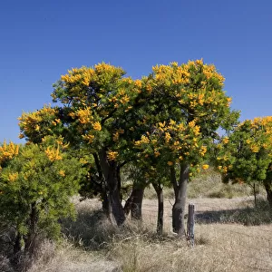 Christmas Tree (Nuytsia floribunda Loranthaceae), parasitic tree, Western Australia, Australia