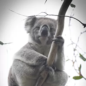 Close up shot of wild Koala looking at camera on tree branch