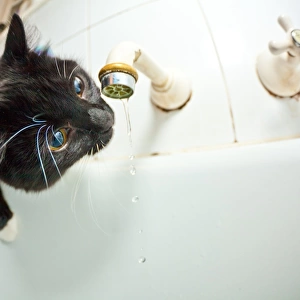 Cute kittens drinking from the tap