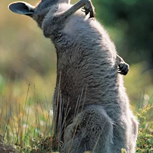 Eastern Grey Kangaroo (Macropus giganteus), Victoria, Australia