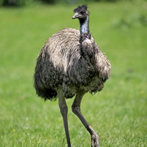Birds Tote Bag Collection: Emu