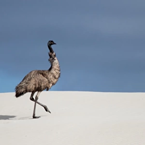 Emu in a sand dune. Eyre Peninsula. Australia