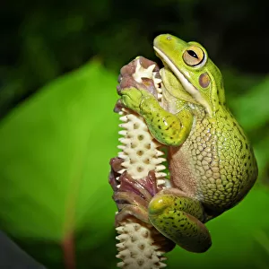 Tropical Frogs Collection: White-Lipped Frog