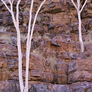 Eucalyptus, Trephina Gorge, East Macdonnell Range, Northern Territory, Australia