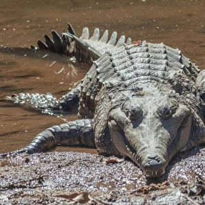 Freshwater crocodile with dragonflies