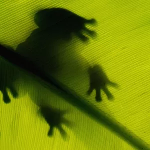 Frog shadow green leaf